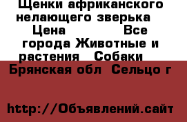 Щенки африканского нелающего зверька  › Цена ­ 35 000 - Все города Животные и растения » Собаки   . Брянская обл.,Сельцо г.